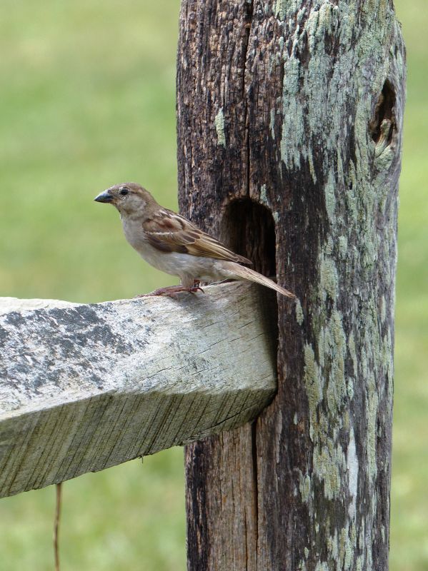 Wildlife Fence Repair